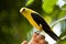 Golden oriole