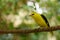 Golden oriole