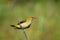 Golden oriole female on a branch