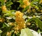 Golden osmanthus fragrans under sunlight in autumn