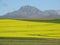 Golden overberg canola fields