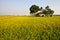 Golden Paddy field