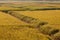 Golden Paddy Rice Field