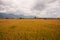 Golden paddy rice field