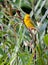 Golden Palm Weaver