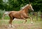 Golden palomino akhal-teke horse runs free