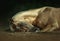 Golden palomino akhal-teke horse sleeping on the pasture ground closeup on dark background