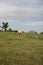 Golden Palomino Horse