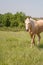 Golden Palomino Horse