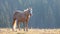 Golden Palomino Wild Horse Stallion in the Pryor Mountains Wild Horse Range on the border of Wyoming Montana USA