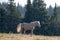 Golden Palomino Wild Horse Stallion in the Pryor Mountains Wild Horse Range on the border of Wyoming USA