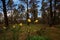 Golden Paper Daisy - Xerochrysum viscosum - growing wild in the Terrick Terrick National Park, Victoria Australia