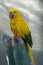The golden parakeet