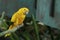 The golden parakeet bird or golden conure