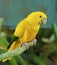 The golden parakeet or golden conure