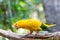 Golden parakeet parrot