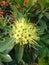 Golden Penda flowers or Xanthostemon chrysanthus blooming in the garden