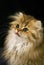 Golden Persian Domestic Cat, Portrait of Kitten