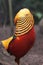 Golden Pheasant