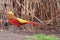 Golden Pheasant