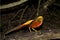 Golden Pheasant