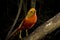 Golden Pheasant