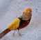 Golden Pheasant