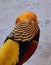 Golden Pheasant