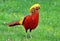 Golden Pheasant