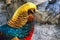 Golden Pheasant - beautiful bird