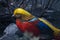 golden pheasant bird bright with feathers