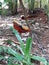 Golden pheasant bird in open