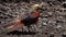 Golden Pheasant Chrysolophus pictus