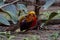 Golden Pheasant Chrysolophus pictus alipore zoo kolkata