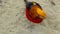 Golden pheasant close up