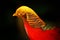 Golden pheasant, detail portrait in the nature. Chinese pheasant, with red and yellow head in the nature habitat, China, Dark fore