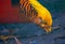 Golden pheasant eats seeds from the ground