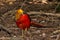 Golden Pheasant foraging full length standing on the ground facing the camera
