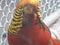 Golden Pheasant - gold collar  brilliant red plumage and long tail.