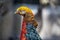 Golden Pheasant head