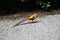 Golden Pheasant Longtail red and yellow