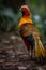 Golden Pheasant (Phasianus colchicus)