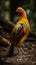 Golden Pheasant (Phasianus colchicus)