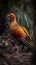 Golden Pheasant (Phasianus colchicus)