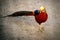 Golden pheasant standing on ground