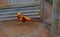 Golden pheasant walking in a large confined cage