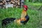 Golden Phoenix rooster on the traditional rural farmyard