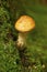 Golden pholiota mushroom in Goodwin State Forest, Hampton, Connecticut