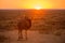 A golden photograph of a lone wildebeest standing in front of the sun at sunrise