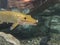 Golden pike type fish